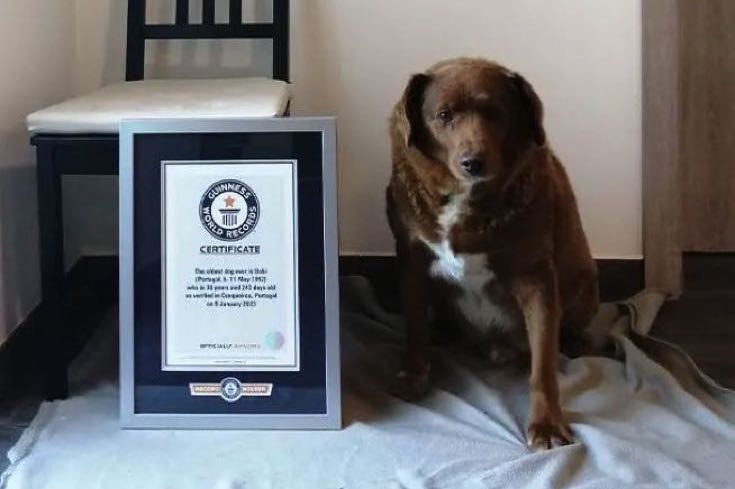 Bobi with Guinness World Records Plaque