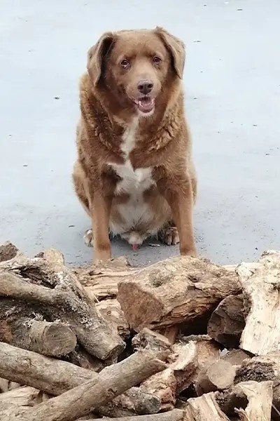 Bobi Guinness World Record Dog